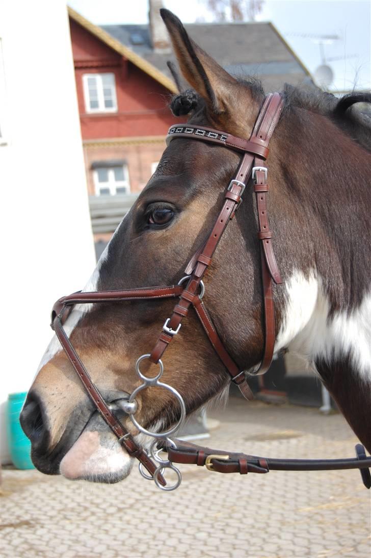 Tysk Sportspony Domino - den smukke pony  billede 16