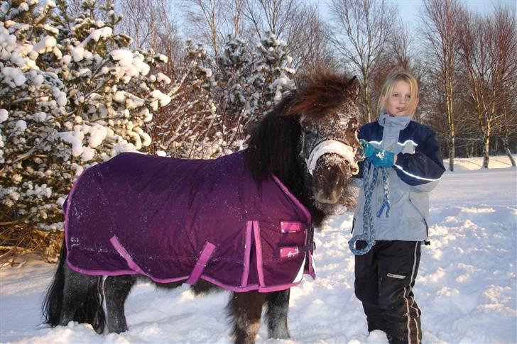 Shetlænder Dolly billede 15