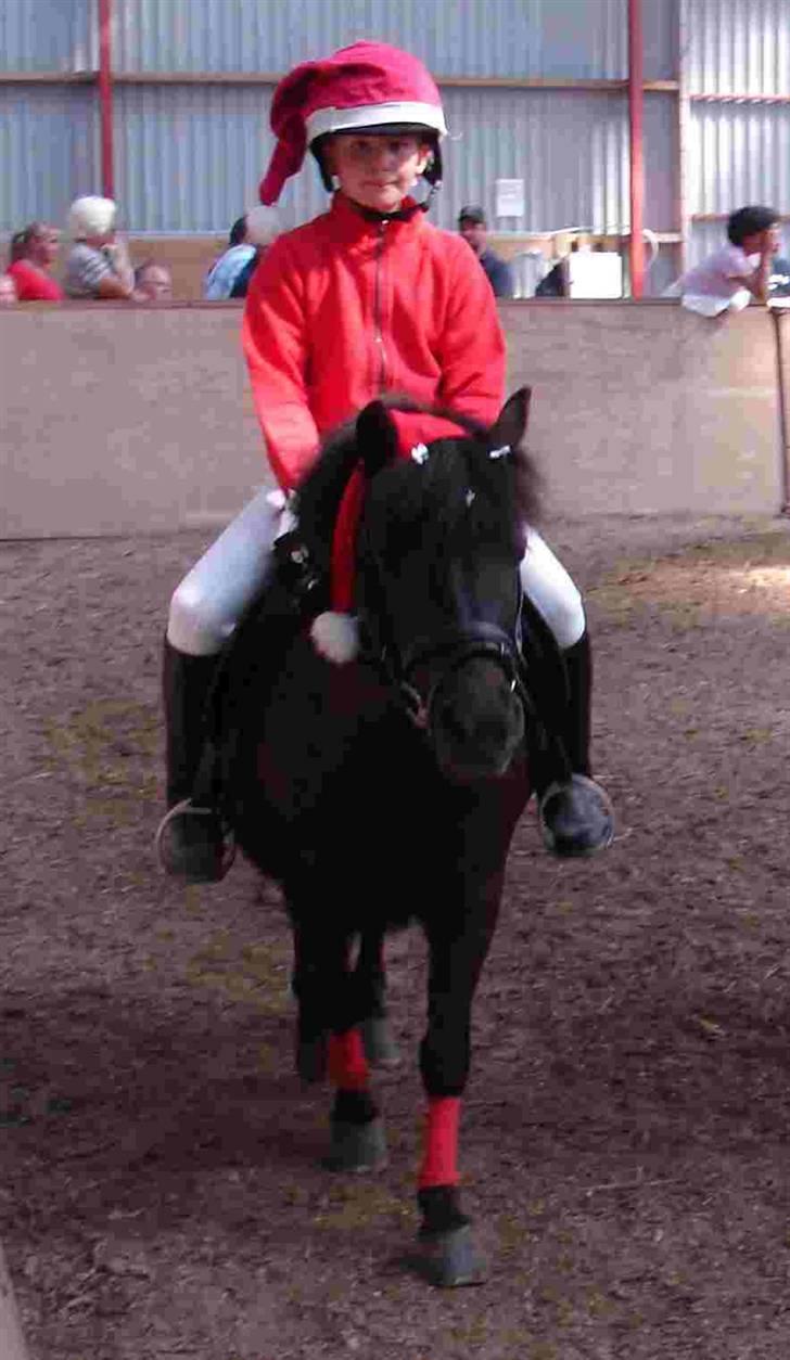 Shetlænder Dolly billede 16