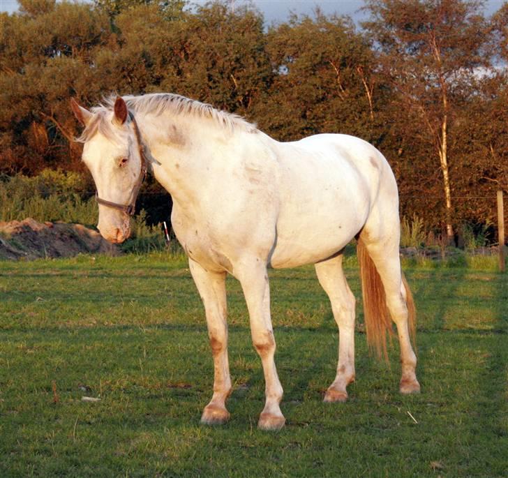 Knabstrupper Flying Alcatraz *solgt* - flyver på fold 14-09-08 Foto: mig billede 6
