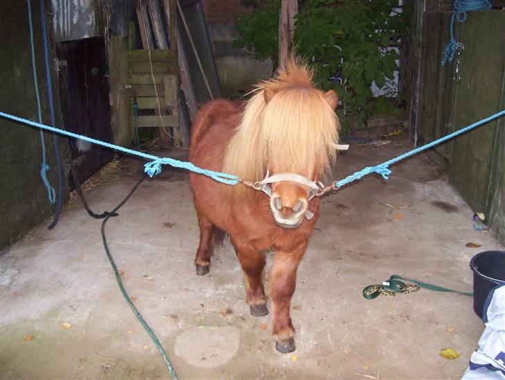 Miniature Teodor *solgt 25/4-2009* - min lille Teodor hos Olivia billede 1