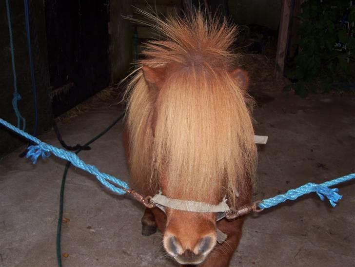 Miniature Teodor *solgt 25/4-2009* - Teodor, da jeg var ude og se på ham xD <3 billede 2