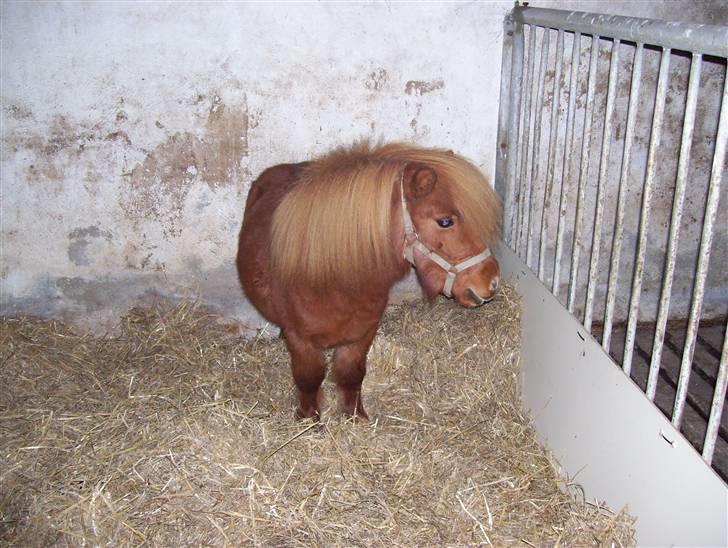 Miniature Teodor *solgt 25/4-2009* - Da han lige var kommet hjem billede 3