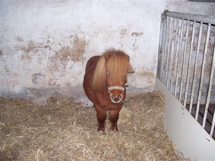 Miniature Teodor *solgt 25/4-2009* - lige kommet hjem billede 4