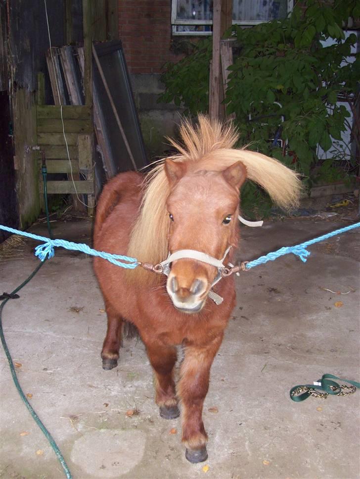 Miniature Teodor *solgt 25/4-2009* - haha, "håret bag ørene" xD billede 6