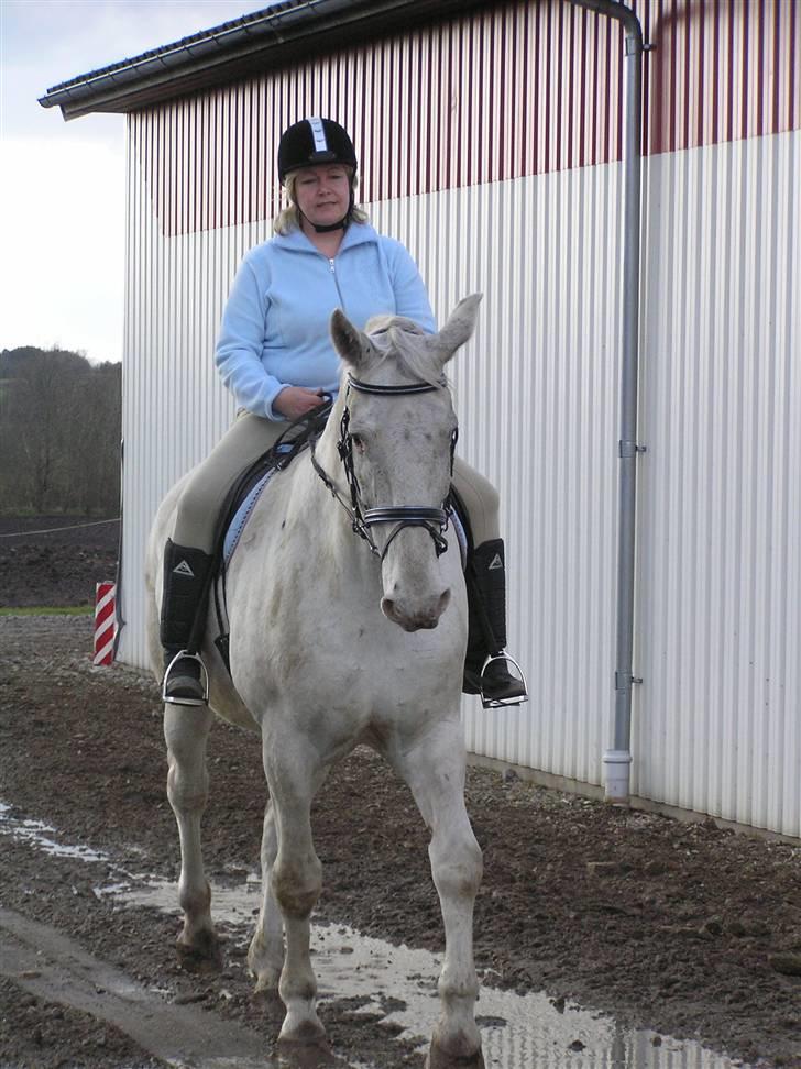 Knabstrupper RIP   Tækkers Pascal - Ridetur billede 16