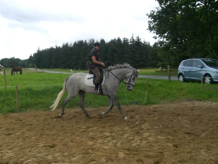 Dansk Varmblod Filuca billede 1