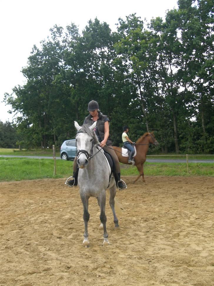 Dansk Varmblod Filuca billede 2