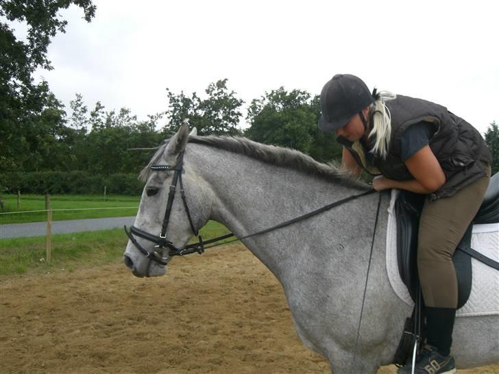 Dansk Varmblod Filuca billede 3