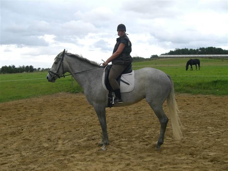 Dansk Varmblod Filuca billede 4