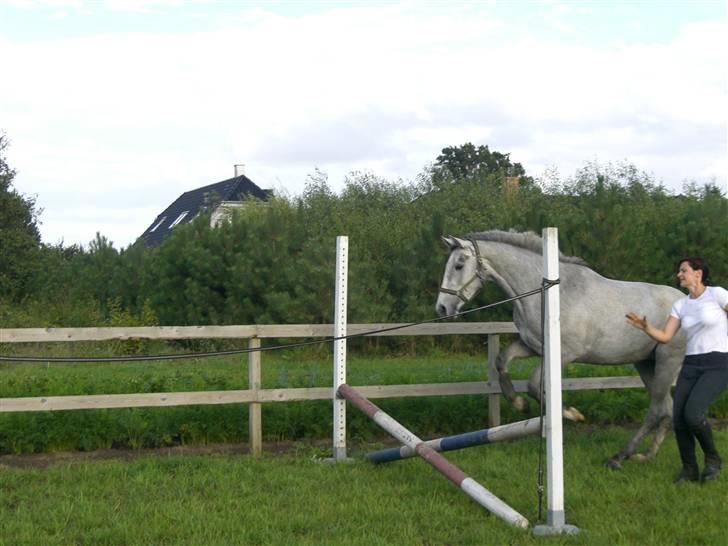 Dansk Varmblod Filuca billede 5