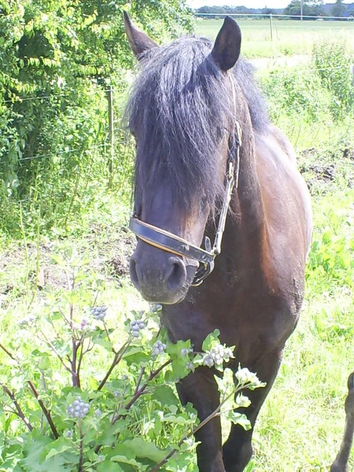 Welsh Cob (sec D) Zorro billede 19