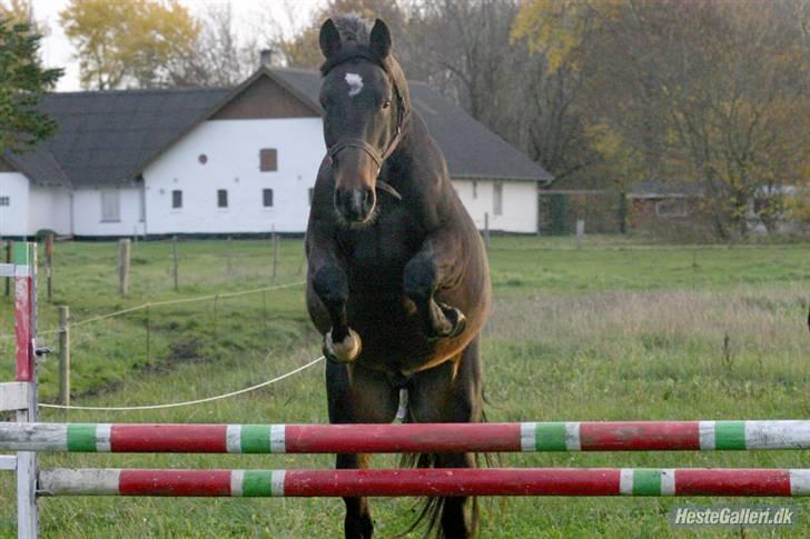 Dansk Varmblod | Legolas - Bevis på at min lille hest faktisk godt KAN springe xD  billede 16