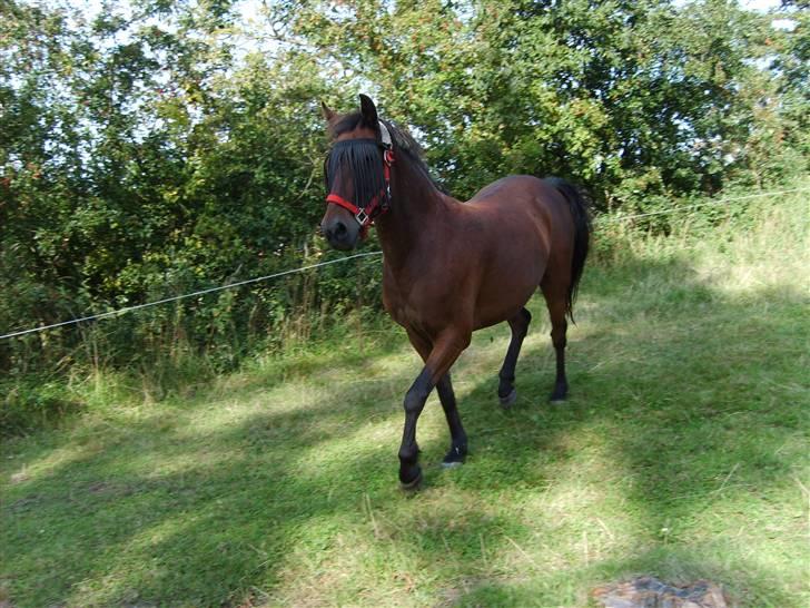 Anden særlig race Merci ( ejer: jacqueline) - sommer 09, smukke<3 billede 1