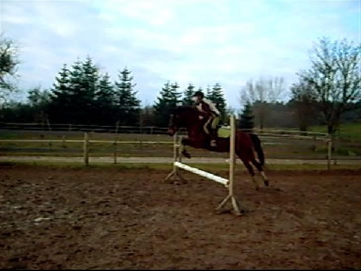 Anden særlig race Merci ( ejer: jacqueline) - sommer 07, springer... billede 2