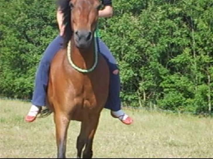 Anden særlig race Merci ( ejer: jacqueline) - sommer 08, ridning i cordeo. billede 3