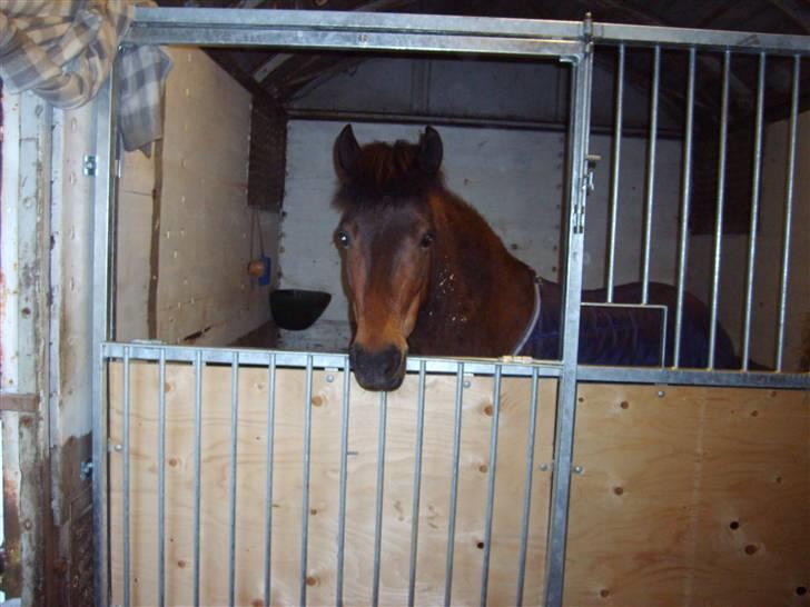 Anden særlig race Merci ( ejer: jacqueline) - vinter 08, vendter på at komme ud i sneen! billede 4