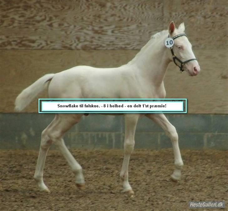 Palomino Mr. SnowFlake *SOLGT* billede 18