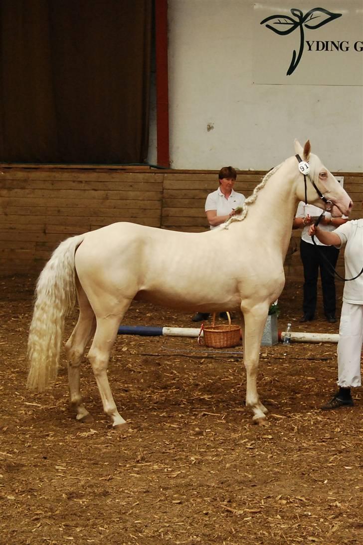 Palomino Mr. SnowFlake *SOLGT* - 30 maj 09 billede 19