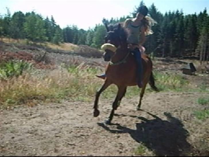 Anden særlig race Merci ( ejer: jacqueline) - sommer 08, galop i skoven>.< billede 5