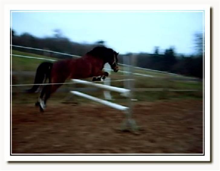 Anden særlig race Merci ( ejer: jacqueline) - efterår 08, løsspringer>.< billede 6