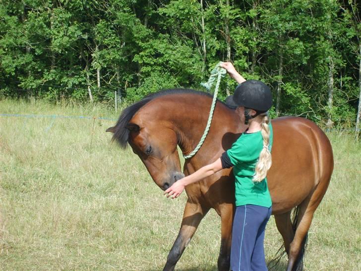 Anden særlig race Merci ( ejer: jacqueline) - sommer 08, træning i cordeo. billede 7