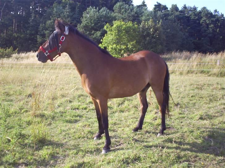 Anden særlig race Merci ( ejer: jacqueline) - sommer 09, sommer fold... billede 9