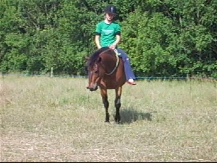 Anden særlig race Merci ( ejer: jacqueline) - sommer 08, ridning i cordeo. billede 11