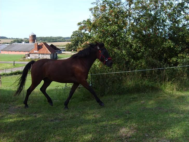 Anden særlig race Merci ( ejer: jacqueline) - sommer 09, sommer fold... billede 12