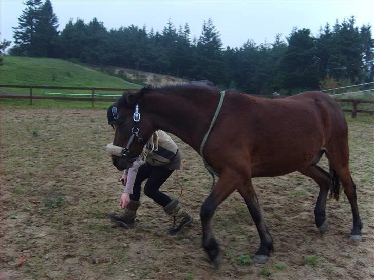Anden særlig race Merci ( ejer: jacqueline) - efterår 08. billede 13