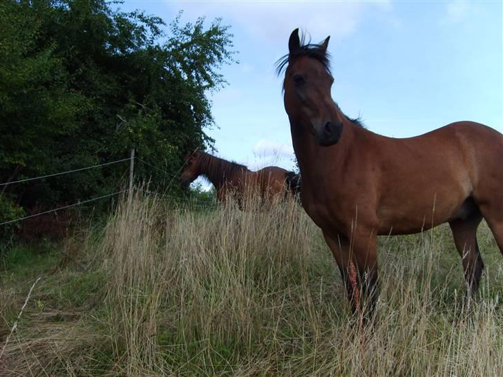 Anden særlig race Merci ( ejer: jacqueline) - sommer 09, smukke<3 billede 15