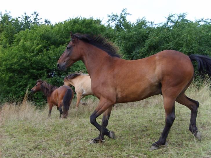 Anden særlig race Merci ( ejer: jacqueline) - sommer 09, trav nedad, det´svært?<3 billede 16