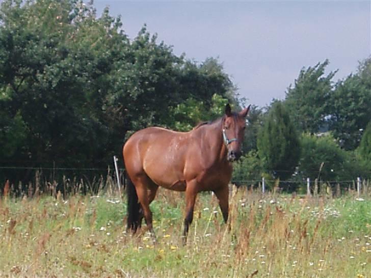 Traver Delvin Key - Delvin kigger op med munden fuld af græs .. "Er det mig du glor sådan på ?" billede 2