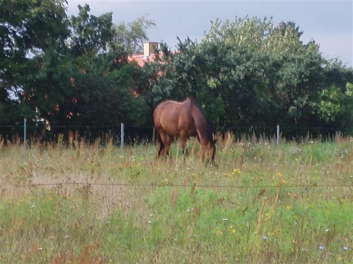 Traver Delvin Key billede 3