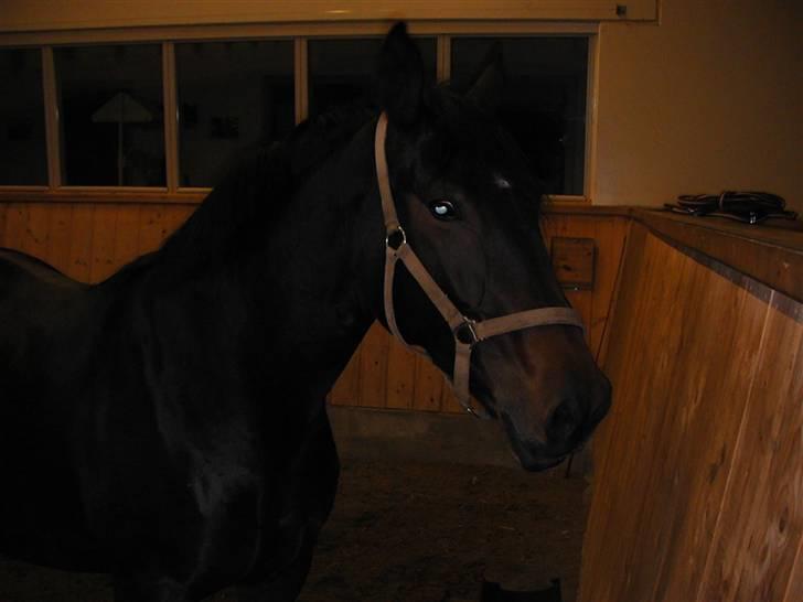 Anden særlig race Malou (SOLGT) R.I.P. <3 - Malou en aften i ridehallen 07 billede 18