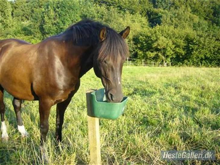 New Forest Elmholts Favorit RIP :( -  sommer 07. billede 20