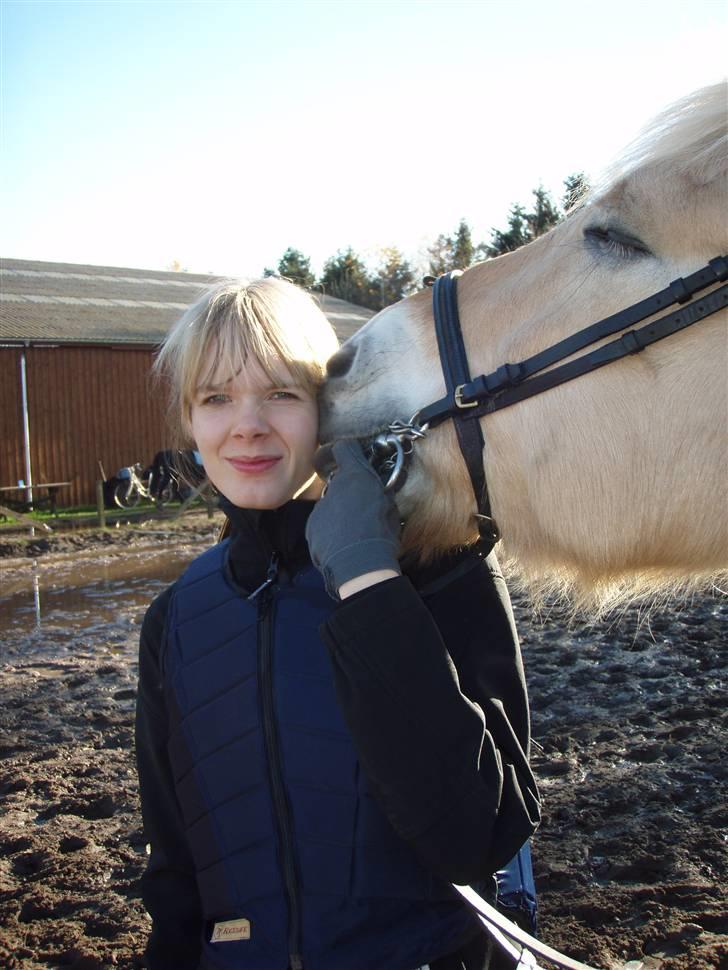 Fjordhest Claus (Part) - Claus har lært a kysse <3 <3 <3 Foto: Min mor billede 20