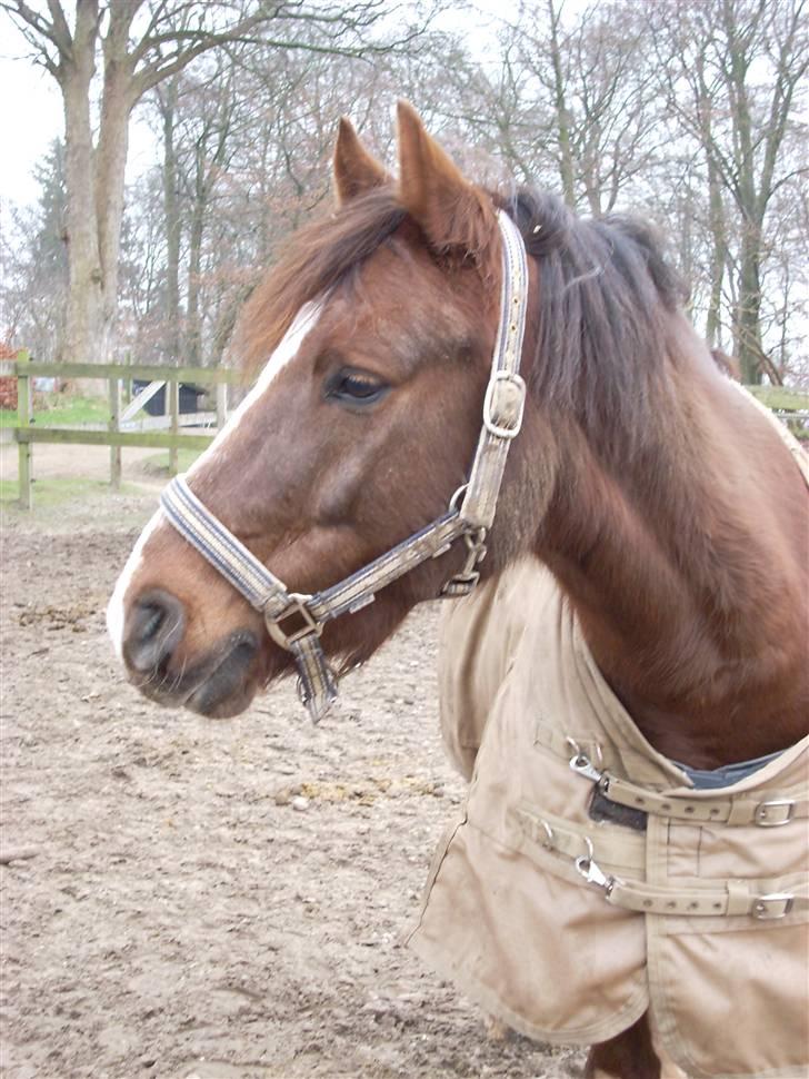 New Forest Boytano  - på det tidpunkt hvor han var syg, der måtte vi ik klippe ham, sådan var en rigtig lille bjørn (: (:  billede 15