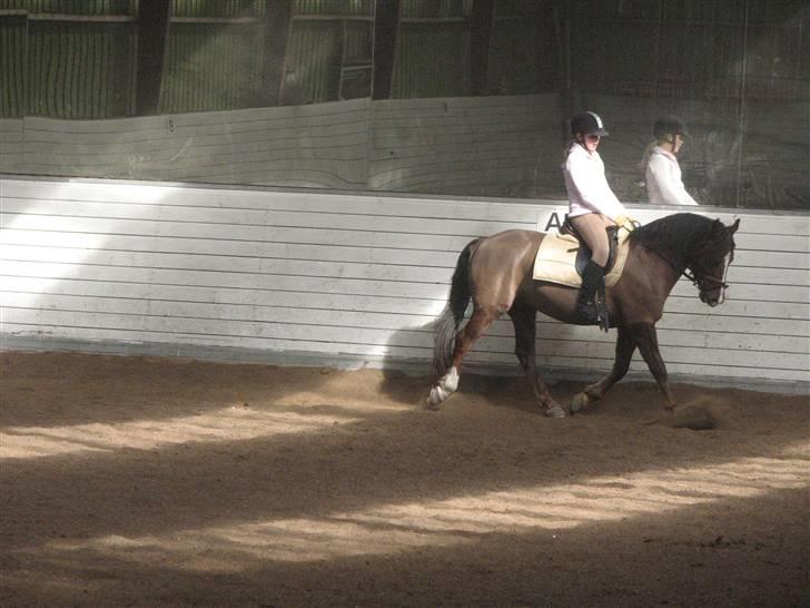 New Forest Boytano  - en sag til undervisning (: billede 17