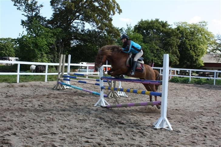 Anden særlig race Barcardi  - det går bare godt for tiden! elsker dig Barcardi :-* billede 4