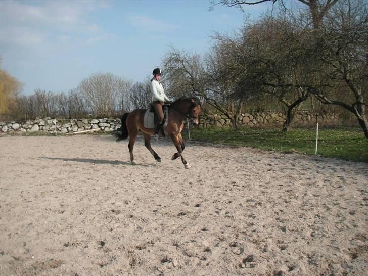 New Forest Strandagers Marchal billede 9