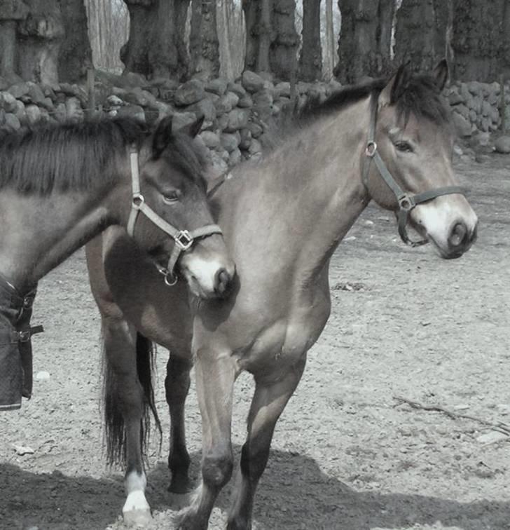 New Forest Strandagers Marchal - Strandagers Makenzy(SALG) og Strandagers Marchal på Hvedholm (ved mig) billede 10