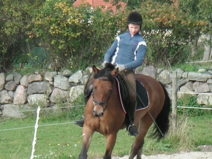 New Forest Strandagers Marchal - 7 oktober 2007 billede 11