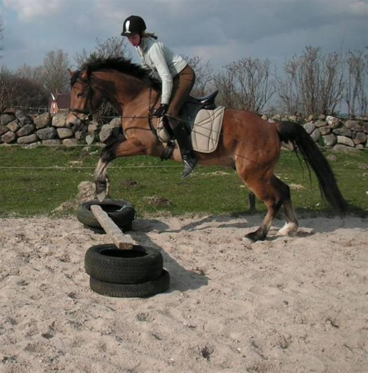 New Forest Strandagers Marchal - HYGGE billede 12