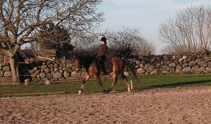 New Forest Strandagers Marchal - marts 2007 billede 13