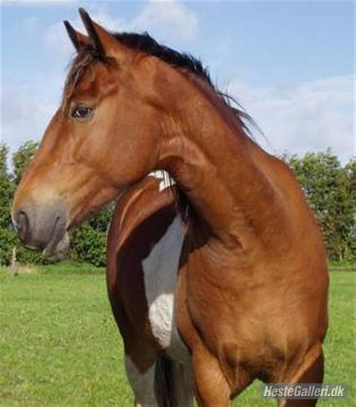 Pinto Trægårdens Baltazar SOLGT - Smukke hest billede 6