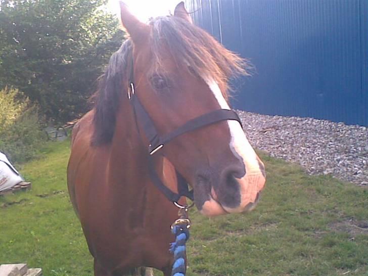 Welsh Pony (sec B) Velved billede 1