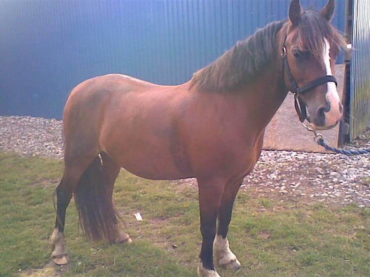Welsh Pony (sec B) Velved billede 2