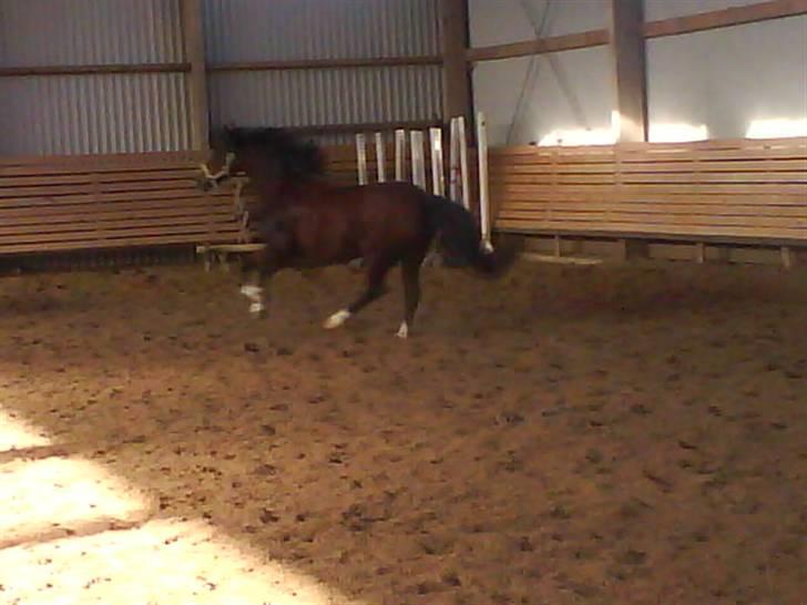 Welsh Pony (sec B) Velved billede 3