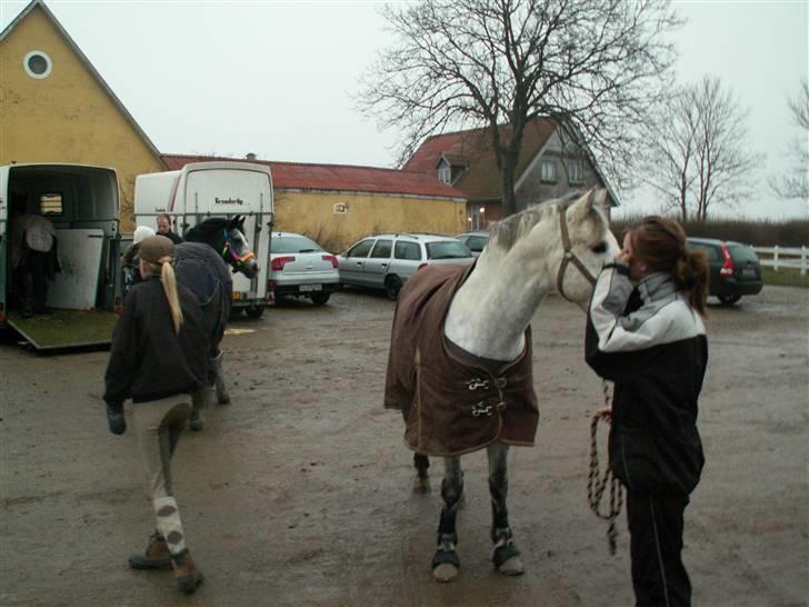 Connemara Cantali (SOLGT) - stævne i Boller :) billede 4